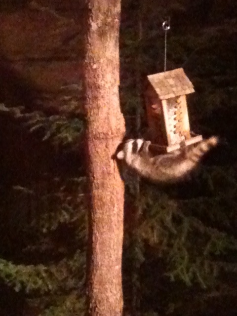 Bird Feeder Pulley System